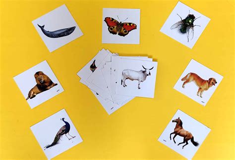 Su/Mixed Animals Cards – Vyvic Educational Needs