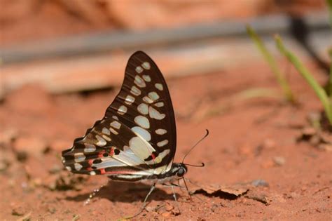 Graphium doson eleius | Butterfly