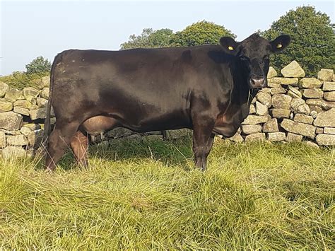 Cragg Aberdeen Angus – females for sale - Aberdeen-Angus Cattle Society