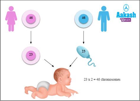 Difference Between Haploid and Diploid in Biology: Definition, Types ...