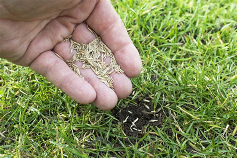 How to Plant Grass Seed For Thriving Lawn 2022 (Guide & Tips) - Cresco ...