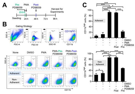 THP-1 Monocytic Cells Are Polarized to More Antitumorigenic Macrophages ...