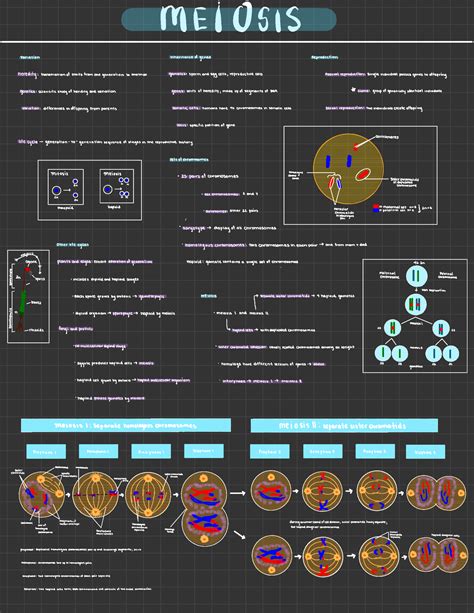 Bio 131 - Meiosis Learning notes - Diagrams, Stages, Life Cycle, Haploid, Diploid, Meiosis - Studocu