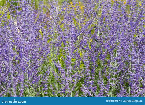 Macro of a russian sage stock image. Image of perovskia - 80152457
