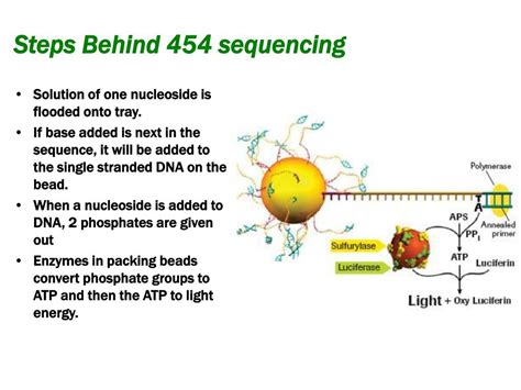 454 Pyrosequencing Steps 的图像结果