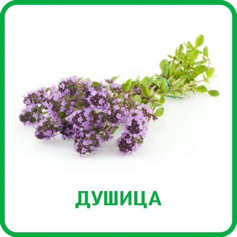 Травы от цистита