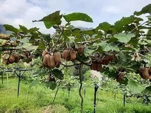 ALL IN ONEE Kiwi Fruit Grafted Original Plants Apteryx Actinidia ...