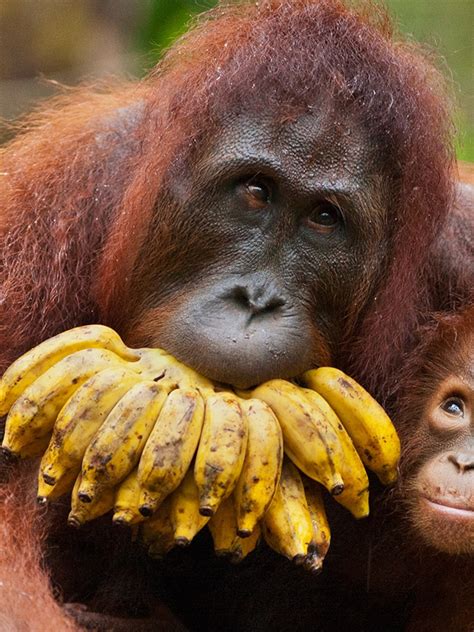 Orangutan Eating Banana