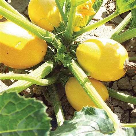 Grenade F1 Hybrid Round Zucchini Summer Squash – DPSEEDS