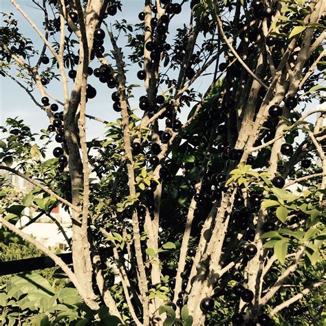 cynthia carlock (@cyncarlock) | Twitter