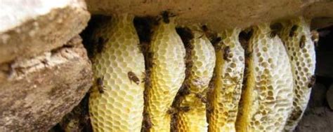 野生蜜蜂窝虽然隐秘，观察蜜蜂这些行为，要找到它们也不是难事！