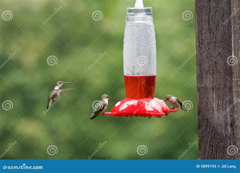 Hummingbirds at the Bird Feeder Stock Image - Image of birds, seasonal ...