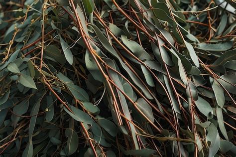 Bundles of dried eucalyptus leaves | Premium AI-generated image