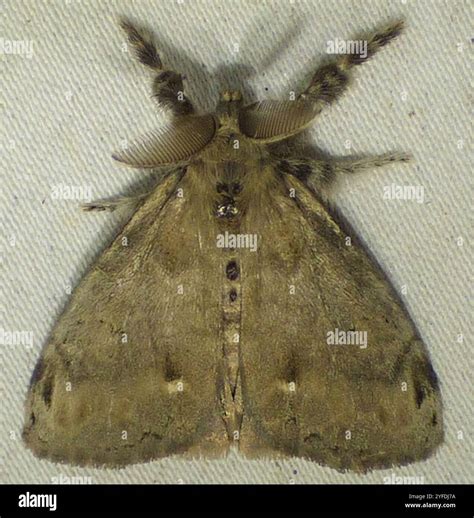 White-marked Tussock Moth (Orgyia leucostigma Stock Photo - Alamy