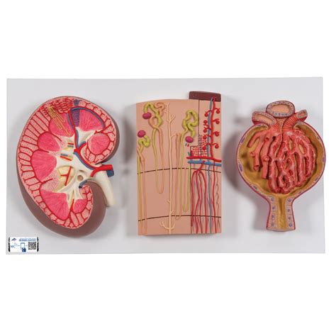 Nephron Kidney Model