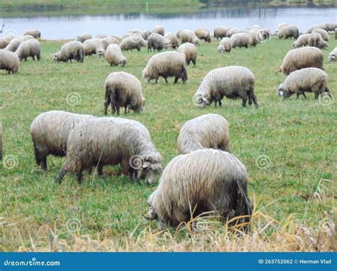 A Flock of Sheep Grazing in Maramures, Romania Stock Photo - Image of ...
