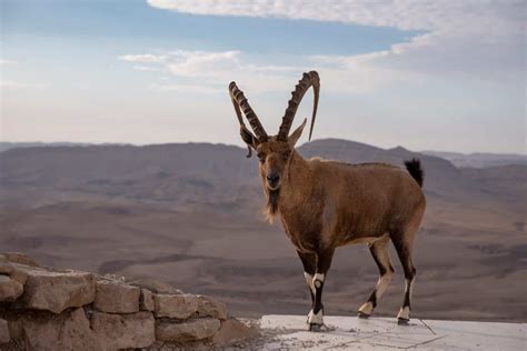 Wildlife In Egypt