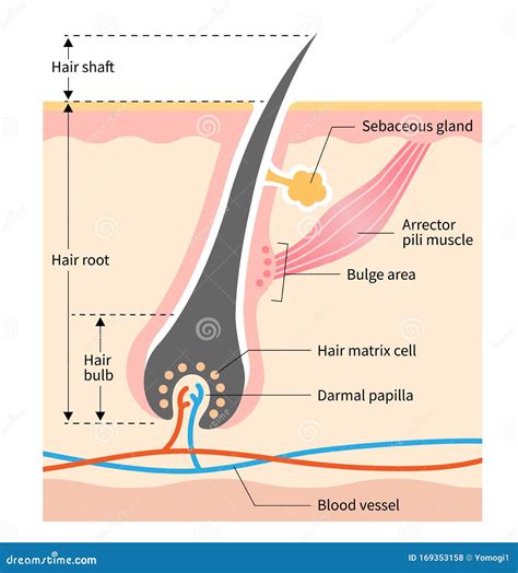 What Does A Hair Shaft Look Like at Shaunta Austin blog