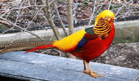 Golden pheasant facts, distribution & population | BioDB