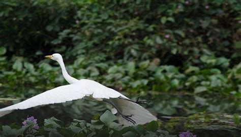 Kumarakom Bird Sanctuary Is A Literal Heaven For Birdwatchers