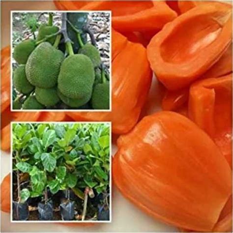 Jackfruit Vietnam Orange Budded Live Plant – Sweet Exotic Fruit Tree ...