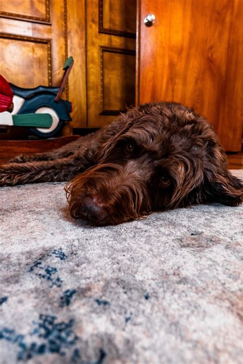 What Is The Best Flooring For Pets? | Kemp's Dalton West Flooring
