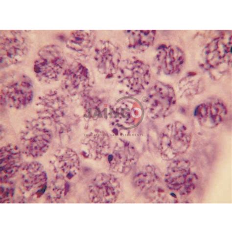 Inflatable Animal Cell Model India, Inflatable Animal Cell Model ...