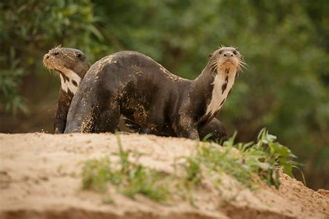 Giant River Otter