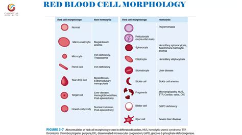 Abnormal morphology of rbc notes | PDF