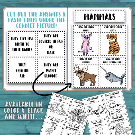 Animal Classification Interactive Notebook Printable Digital - Etsy India