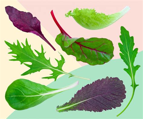 Lettuce Types For Salad