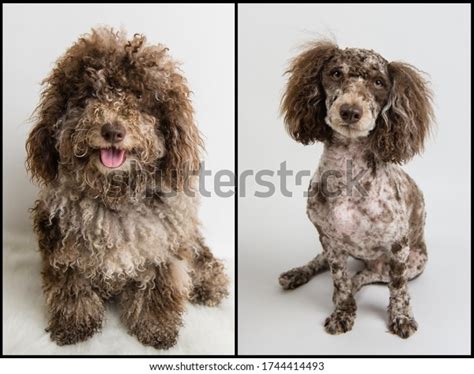 Image result for How to Groom a Cockapoo