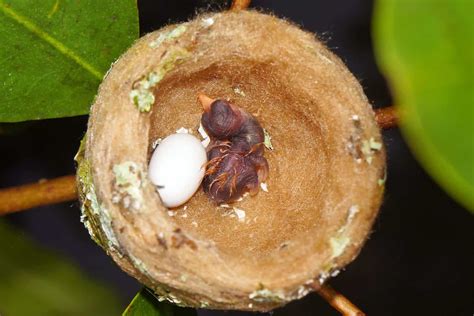 Hummingbird Eggs: Everything You Need to Know