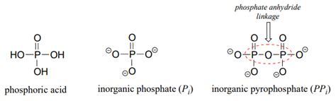 9.2: Overview of Phosphate Groups - Chemistry LibreTexts