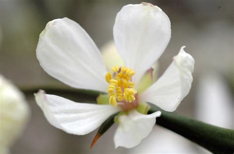 6月に咲く花の4 | 千葉市観光協会公式サイト／千葉市観光ガイド