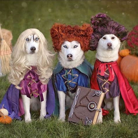 10 Hilarious Dog Costumes For National Dress Up Your Pet Day | Paw.com