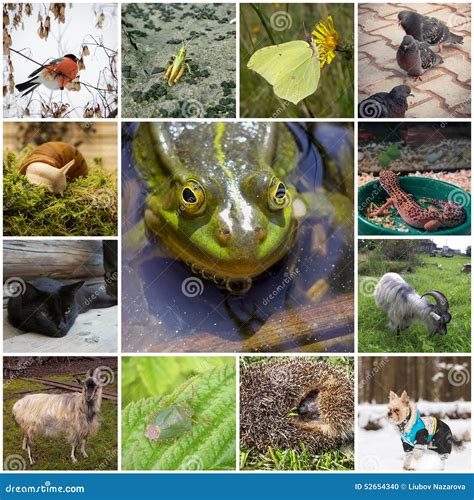 Collage with animals stock photo. Image of curled, ball - 52654340