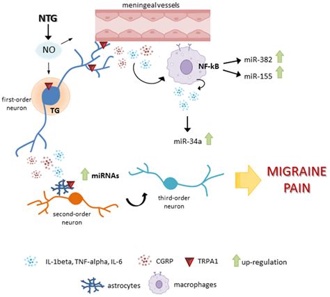 Antagonism of CGRP Receptor: Central and Peripheral Mechanisms and Mediators in an Animal Model ...
