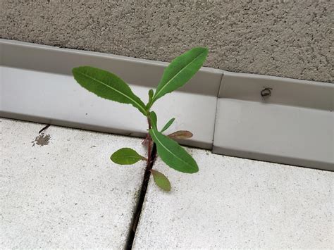 Rose from the concrete? : r/whatsthisplant