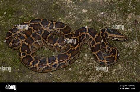 Image result for python birman