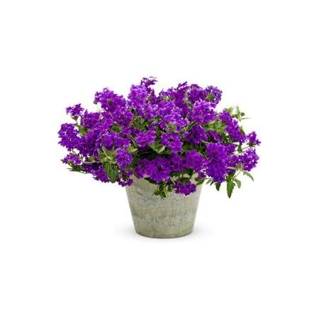 Creative Farmer Flower Seeds : Verbena Mix Perennial Herbaceous ...