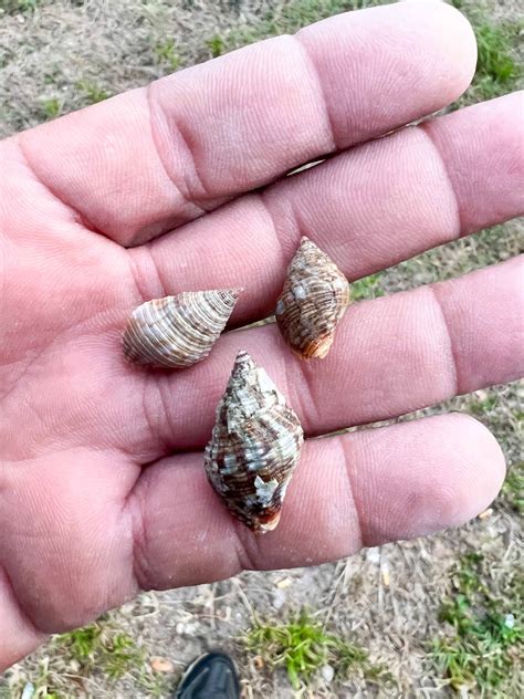 Snails Salt Water at Charlie Garon blog