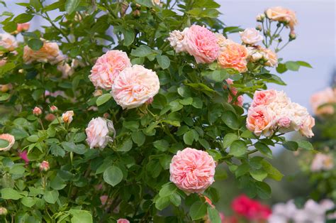 Climbing Roses Plant From Building