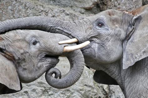 Image result for Postgres Fdw