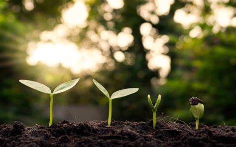 Tree Growth 的图像结果