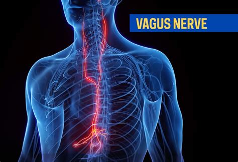 What is the vagus nerve? | Northwell Health
