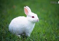 Image result for Cute 3D Bunny Wallpaper