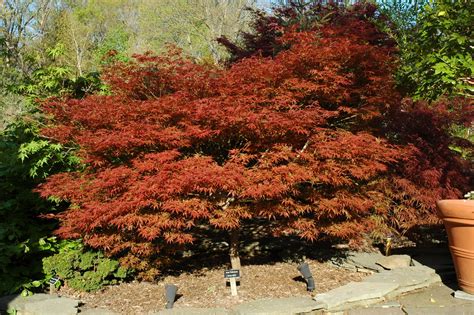 Buy Dwarf Japanese Maples — Mr Maple │ Buy Japanese Maple Trees