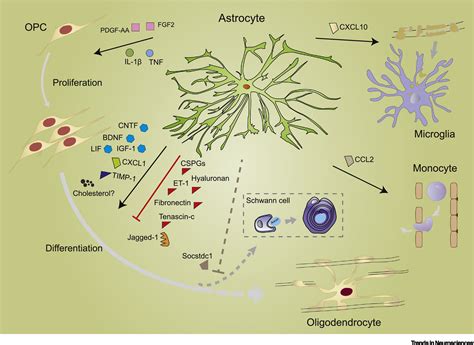 Oligodendrocytes Vs Schwann Cells