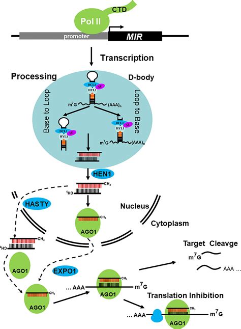 Image result for Gene Expression Control Plant Cells microRNA